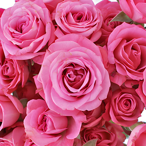 Twinkle Bride Pink Mini Spray Rose