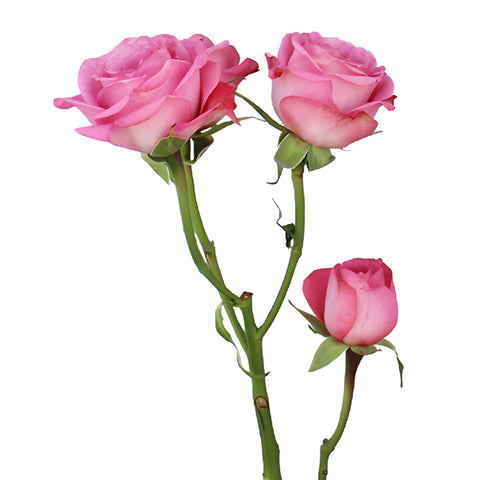 Twinkle Bride Pink Mini Spray Rose