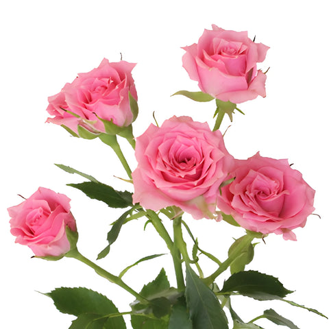 Twinkle Bride Pink Mini Spray Rose