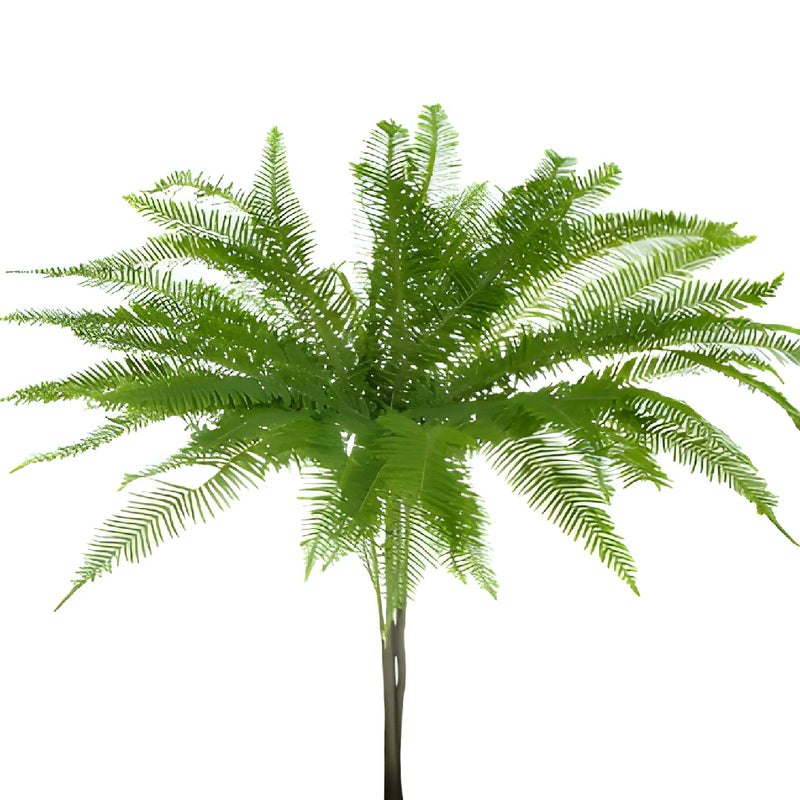 Umbrella Fern Greenery