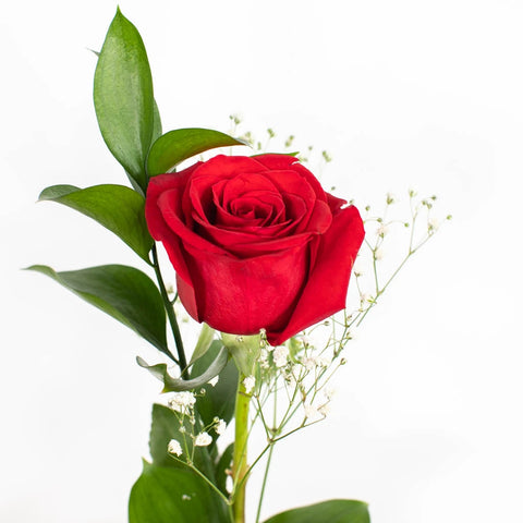Valentine's Day Single Red or Assorted Color Rose Bouquet for Fundraising