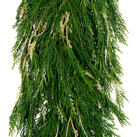 Variegated Leyland Cedar Garland