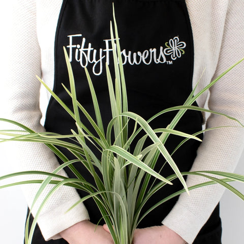 Green Variegated Lily Grass Greenery Bunch in Hand