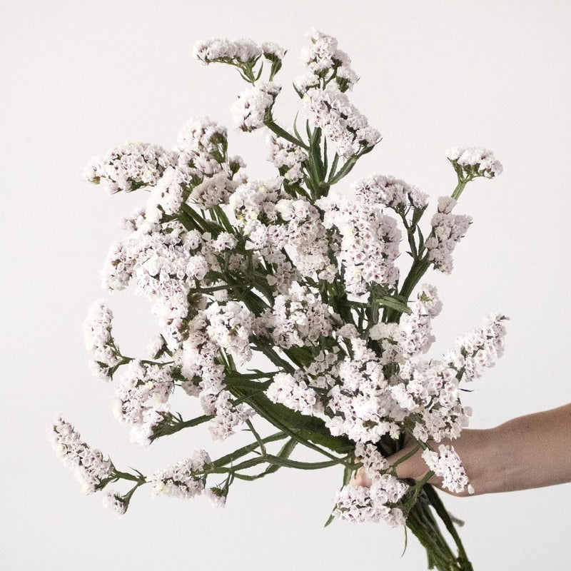 Blush Statice Flower Bunch in Hand