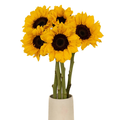 Vincent Choice Vase - Image