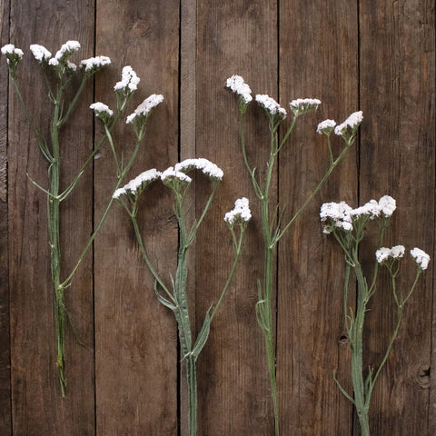 Blush Statice Flowers FlatLay
