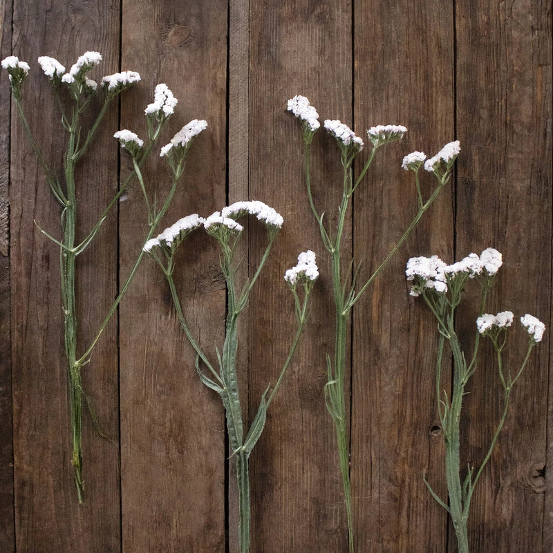 Blush Statice Flowers FlatLay