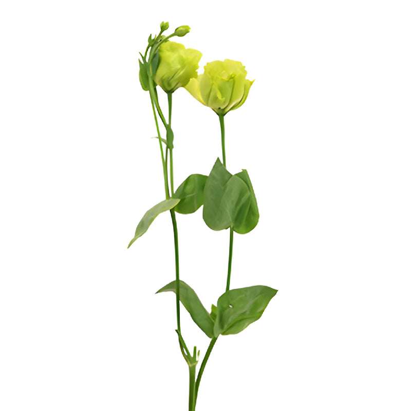 Double Rosanne Green Lisianthus Wholesale Flower Stem