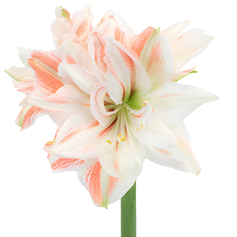Vintage Ivory Coral Amaryllis Flowers