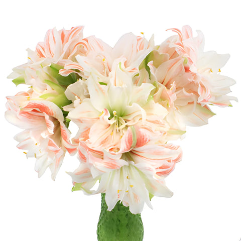 Vintage Ivory Coral Amaryllis Flowers