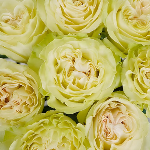 Vintage Petticoat Rose