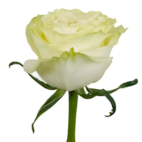 Vintage Petticoat Rose