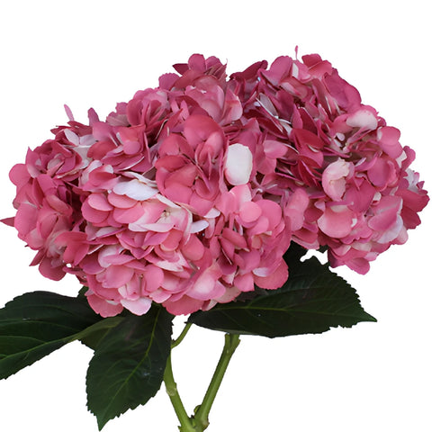 Vintage Pink Airbrushed Hydrangea Flower Stem View