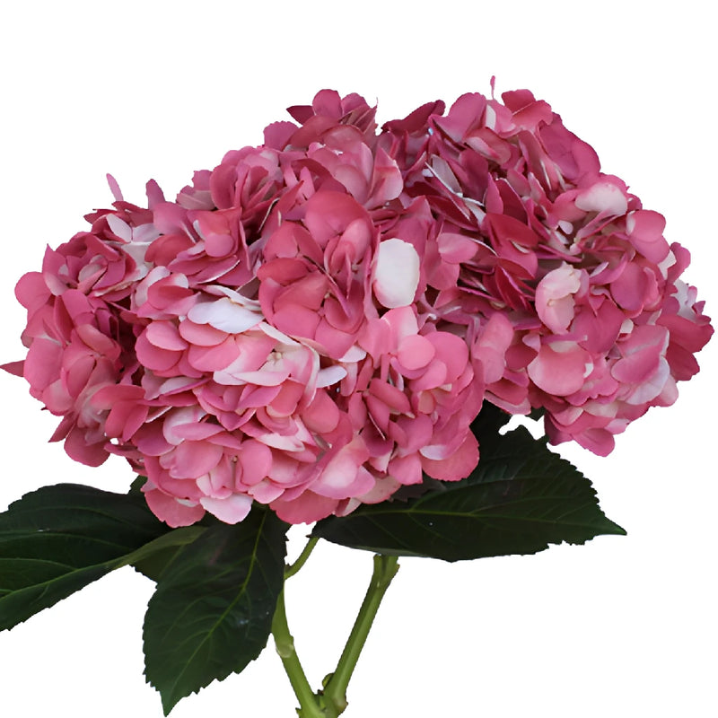 Vintage Pink Airbrushed Hydrangea Flower Stem View