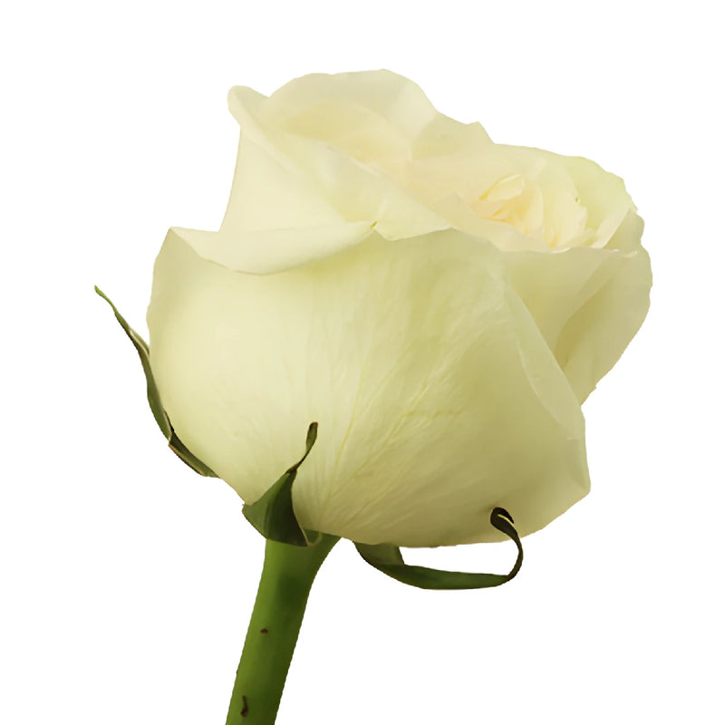 Vintage Promenade Garden Rose Side Stem View