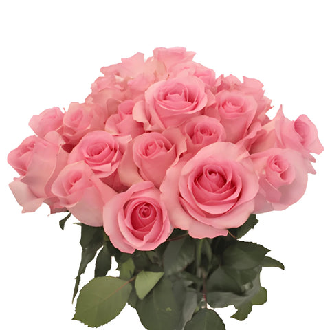 Blushing Akito Bubblegum Pink Rose