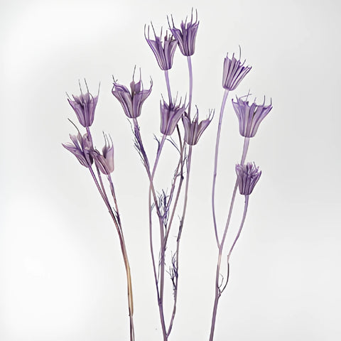 Violet Dried Nigella Pods