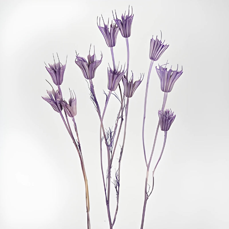 Violet Dried Nigella Pods
