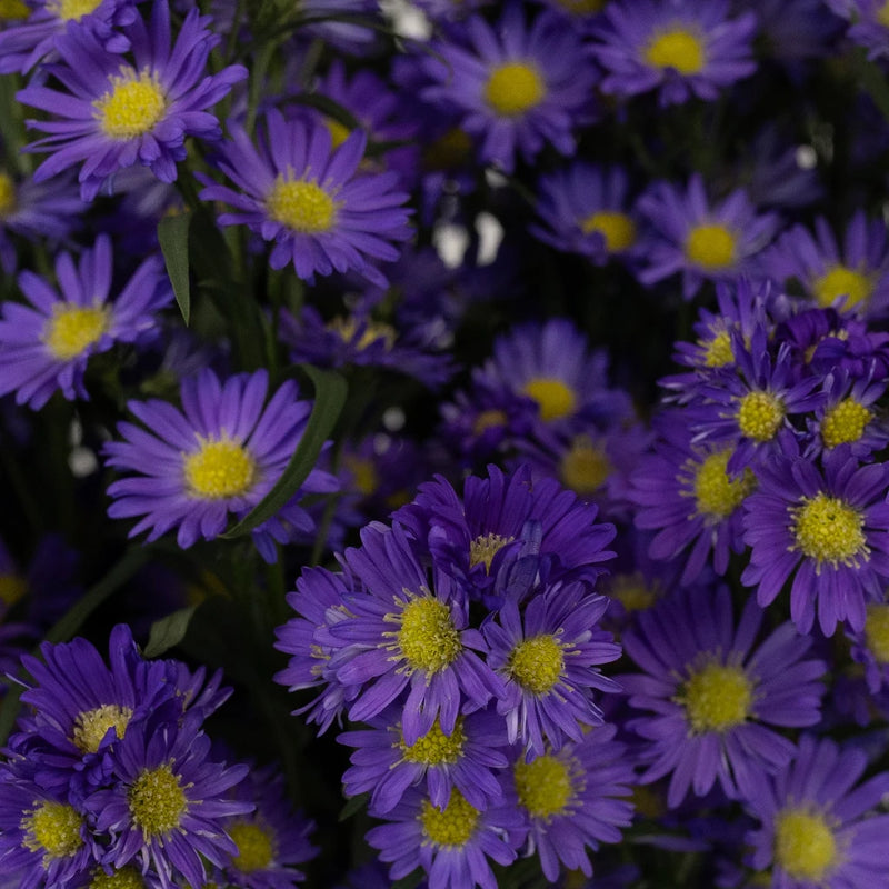 Violet Purple Spray Aster Close Up - Image