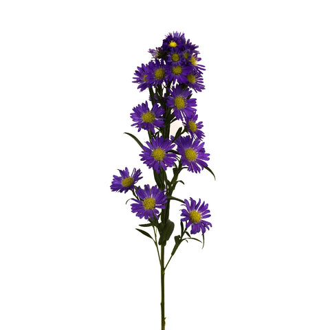 Violet Purple Spray Aster Stem - Image