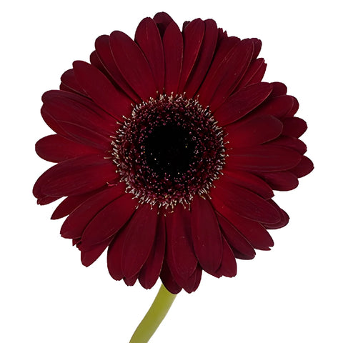 Vixen Mini Gerbera Daisy