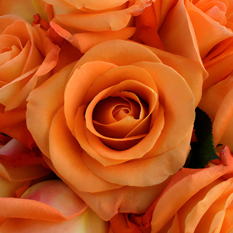Voodoo Orange Rose