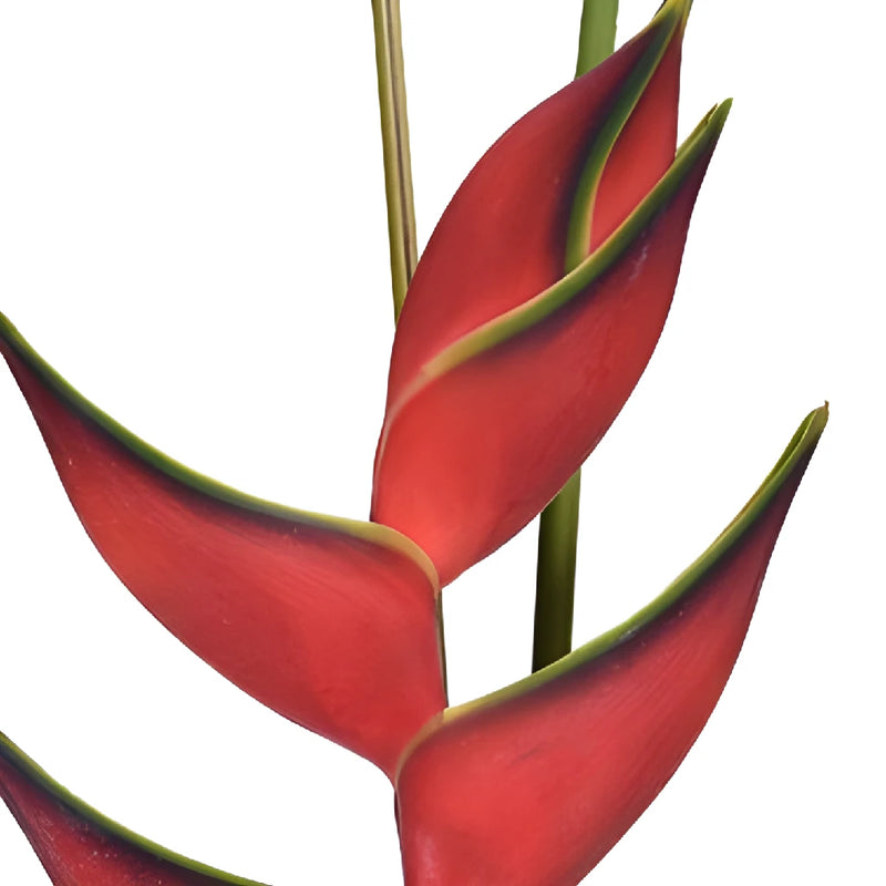 Watermelon Heliconia Flower