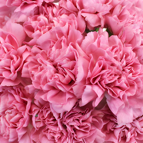 Montezuma Pink Wholesale Carnations Up close