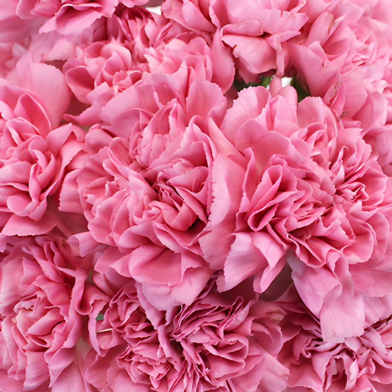 Montezuma Pink Wholesale Carnations Up close