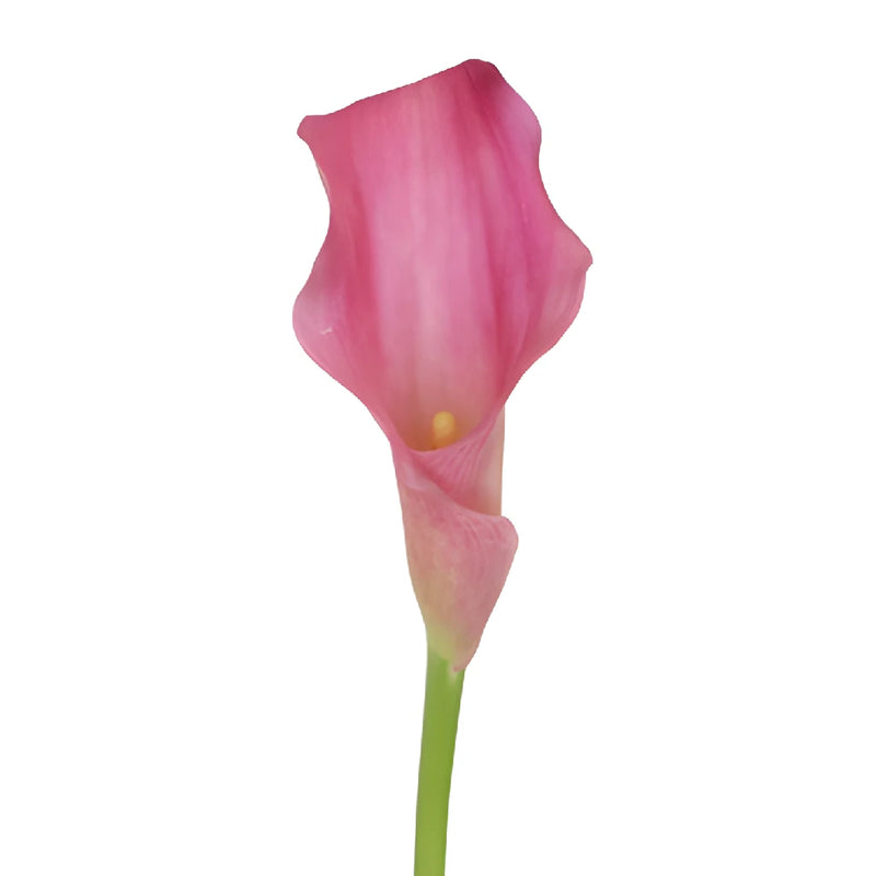 Watermelon Pink Mini Calla Lily Flower