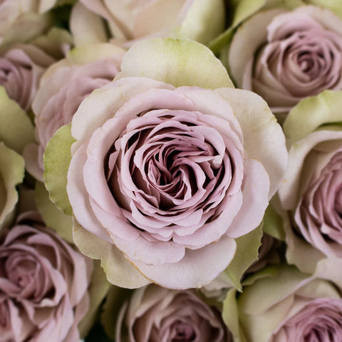 Notredame Garden Rose Flower Up Close