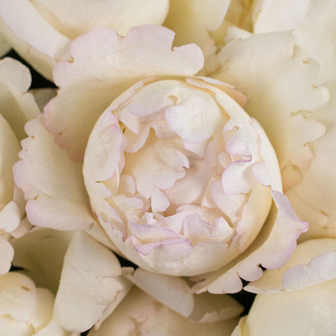 Ivory Piaget Garden Rose Flower Up Close