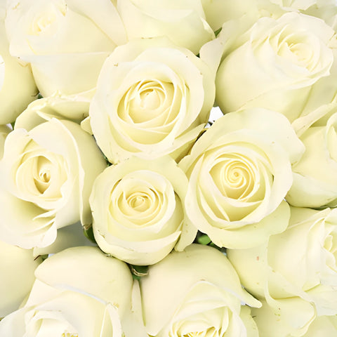White Akito Sweetheart Roses