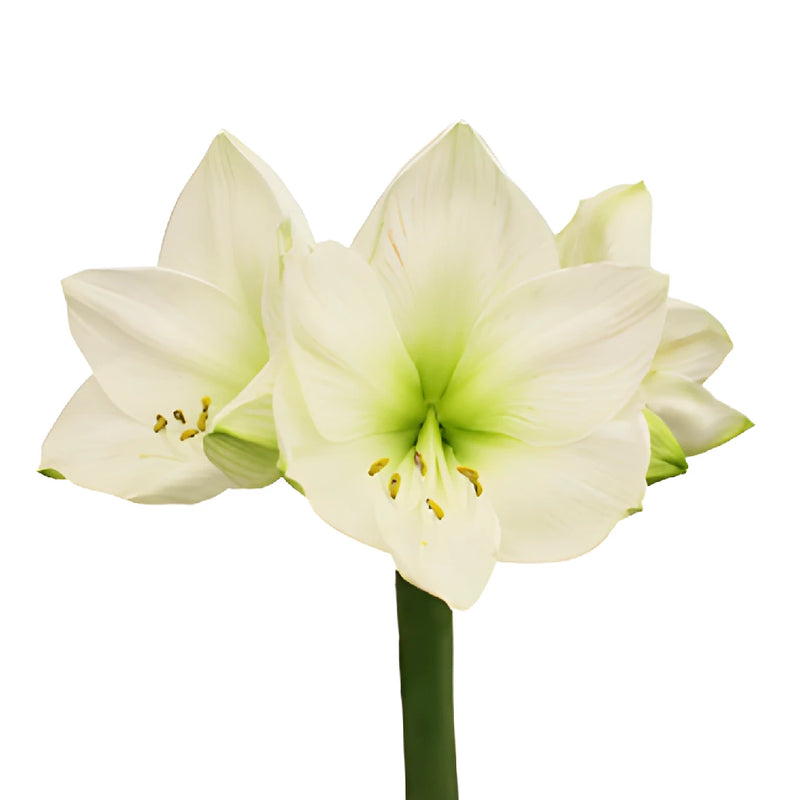 White Amaryllis Flowers