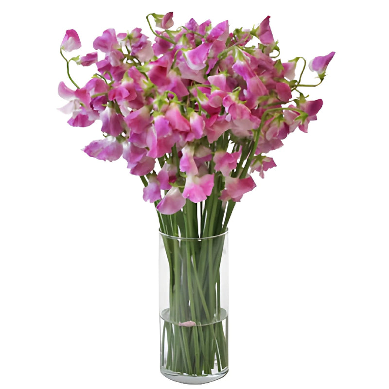 White and Pink Bicolor Japanese Sweet Pea Flowers