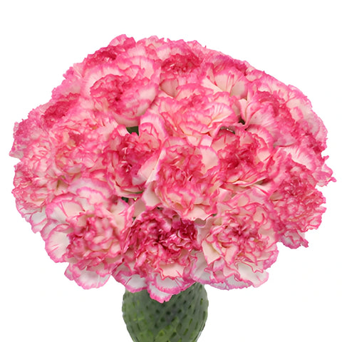 Komachi Pink and White Carnation Flowers In a vase