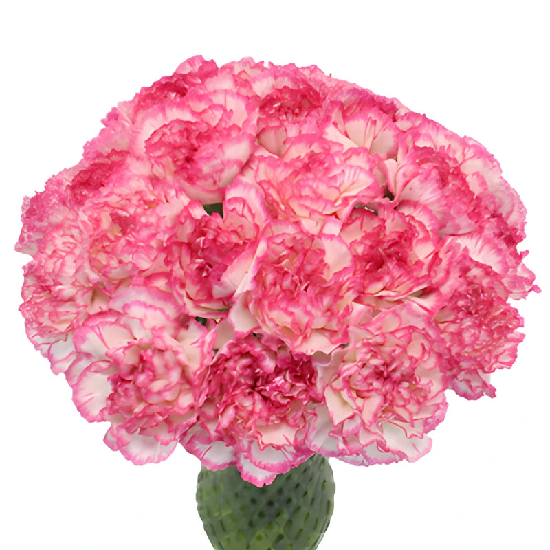 Komachi Pink and White Carnation Flowers In a vase