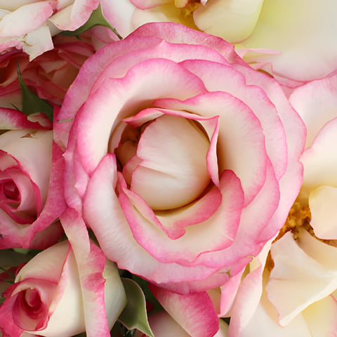 Electra Light Pink and White Spray Roses up close