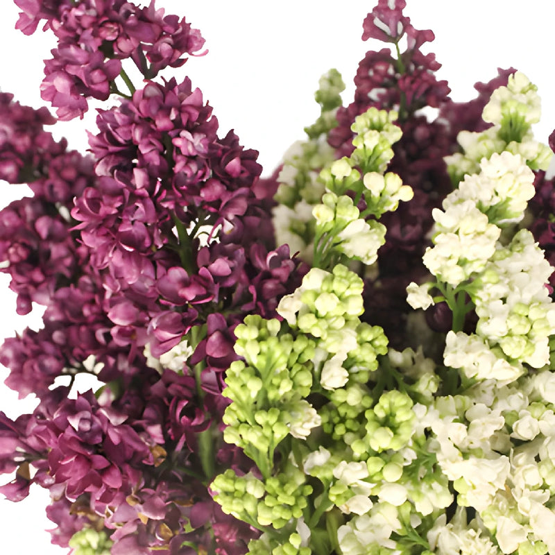 White and Purple Premium Lilac Flower Mix