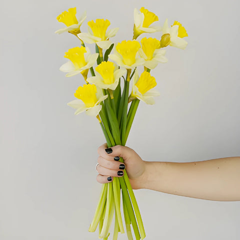 White and Yellow Daffodil Flowers