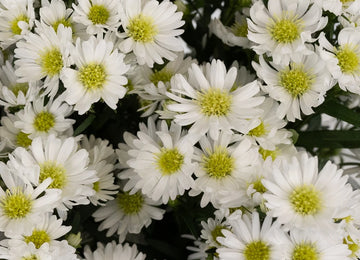 Aster Flowers White Close Up - Image