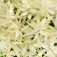 White Astilbe Flower May to October