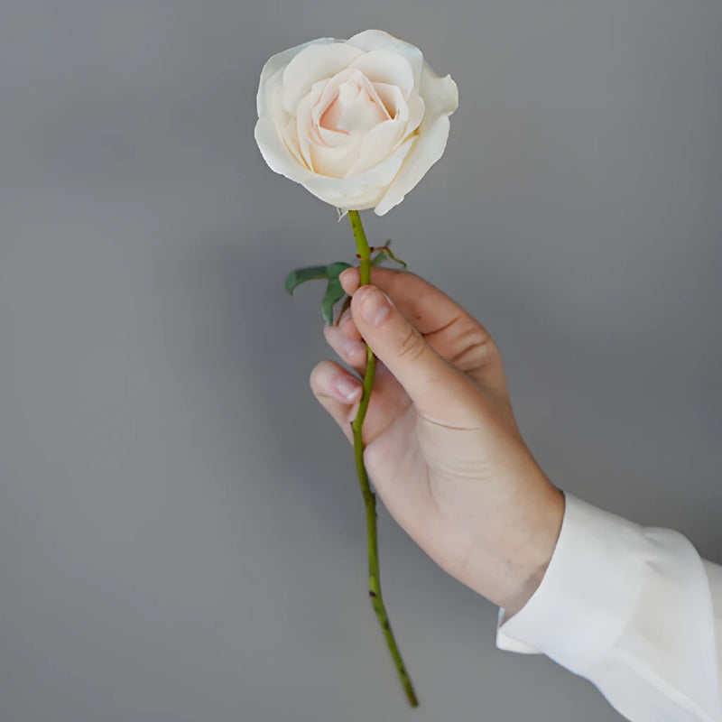 Blushing Bride Fresh Cut Rose