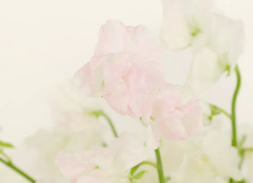 Blushing Bride White Designer Japanese Sweet Peas Close Up - Image