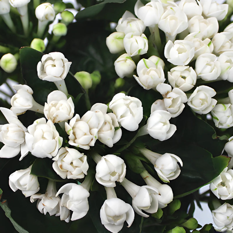 White Bouvardia Flowers