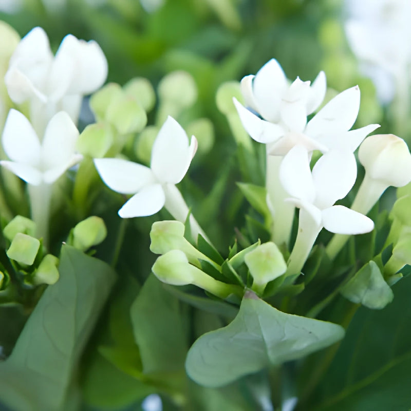 White Bouvardia Flowers