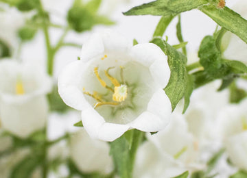 White Campanula Flower Up Close