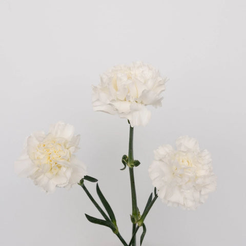 White Carnations Valentines Day Special Vase - Image