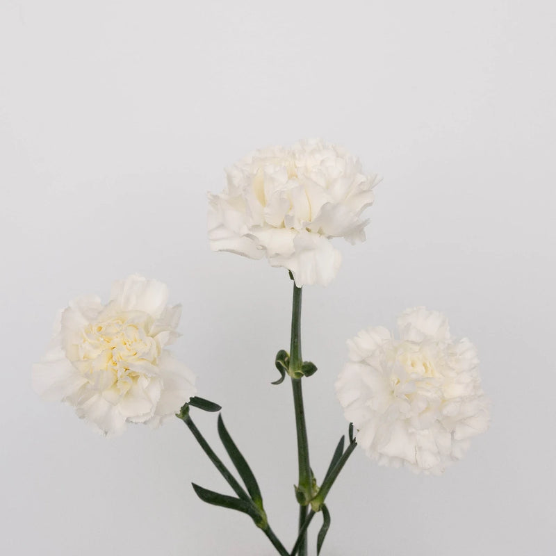 White Carnations Valentines Day Special Vase - Image