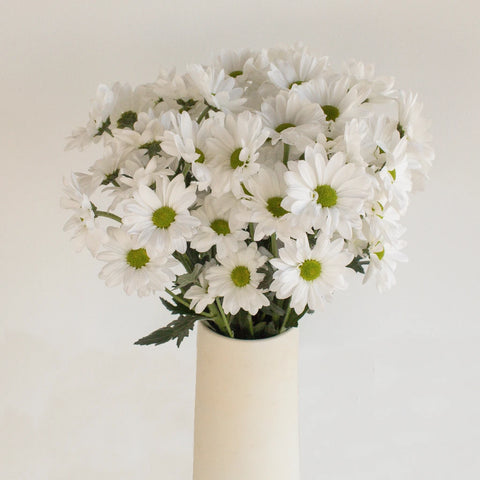 Alma Pom Saf Winner 2018 Vase - Image